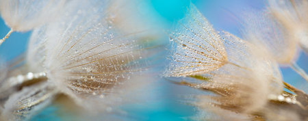 flower fluff, dandelion seeds with dew dop - beautiful macro photography with abstract bokeh backgroundの写真素材