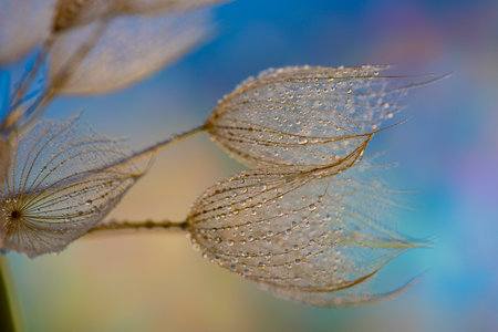 flower fluff, dandelion seeds with dew dop - beautiful macro photography with abstract bokeh backgroundの写真素材
