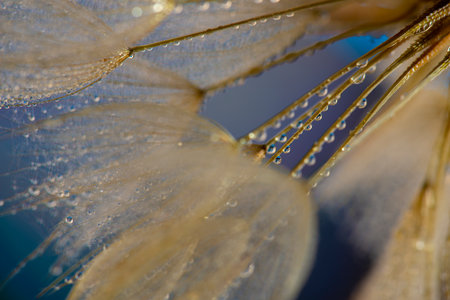 flower fluff, dandelion seeds with dew dop - beautiful macro photography with abstract bokeh backgroundの写真素材