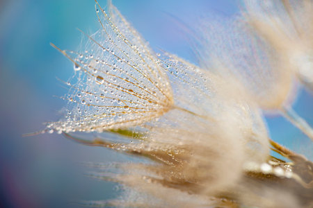 flower fluff, dandelion seeds with dew dop - beautiful macro photography with abstract bokeh backgroundの写真素材