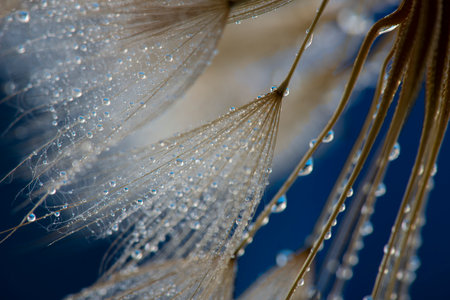 flower fluff, dandelion seeds with dew dop - beautiful macro photography with abstract bokeh backgroundの写真素材