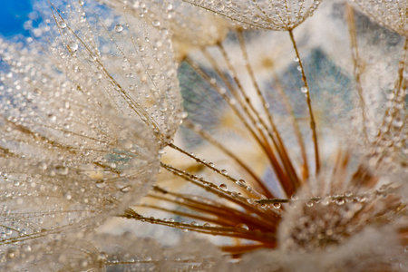 flower fluff, dandelion seeds with dew dop - beautiful macro photography with abstract bokeh backgroundの写真素材