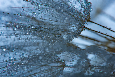 flower fluff, dandelion seeds with dew dop - beautiful macro photography with abstract bokeh backgroundの写真素材