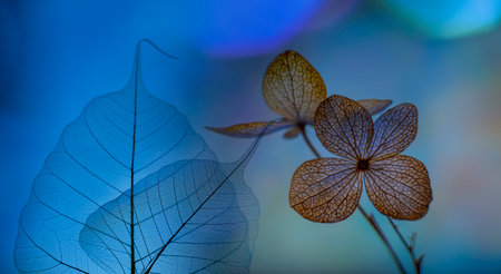 bokeh background and hydrangea flower skeleton with veins and cells - macro photographの写真素材