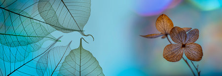 bokeh background and hydrangea flower skeleton with veins and cells - macro photographの写真素材