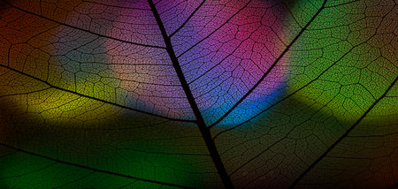 background from leaf skeleton with veins and cells - macro photographの写真素材