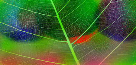 background from leaf skeleton with veins and cells - macro photographの写真素材