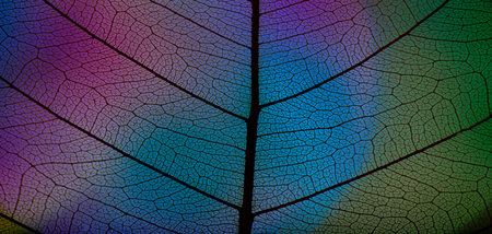 background from leaf skeleton with veins and cells - macro photographの写真素材