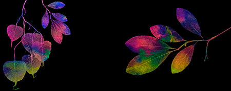 branch with leaves aquarelle on a black backgroundの写真素材