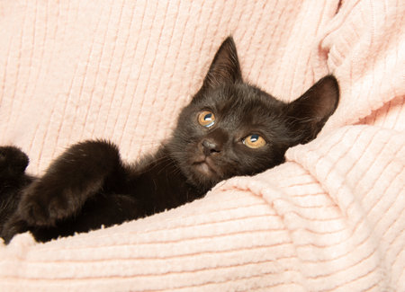 cute black kittenの写真素材