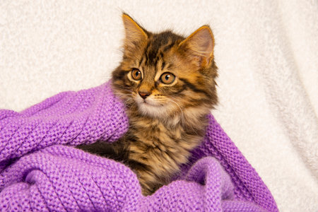 cute little siberian kitten close upの写真素材