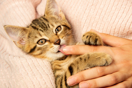 cute little kitten close upの写真素材
