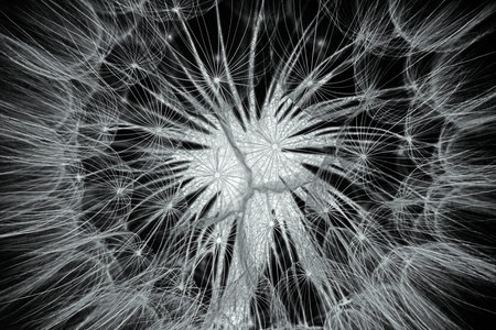 flower fluff, dandelion seeds - beautiful macro photographyの写真素材
