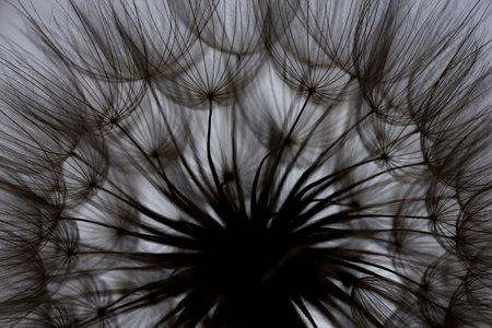 flower fluff, dandelion seeds - beautiful macro photographyの写真素材