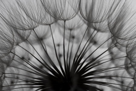 flower fluff, dandelion seeds - beautiful macro photographyの写真素材