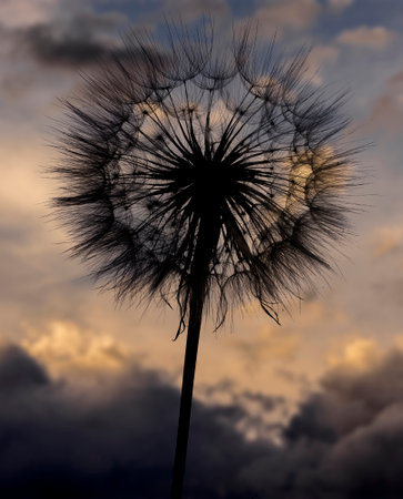 dandelion - beautiful macro photography with sunsetの写真素材