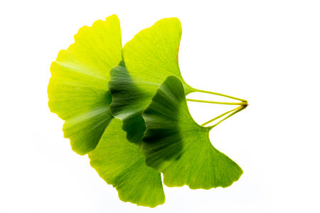ginkgo biloba leaves isolated on a white backgroundの写真素材