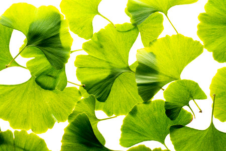 ginkgo biloba leaves isolated on a white backgroundの写真素材
