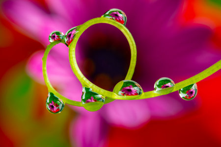 flower with dew drops - beautiful macro photography with abstract bokeh backgroundの写真素材