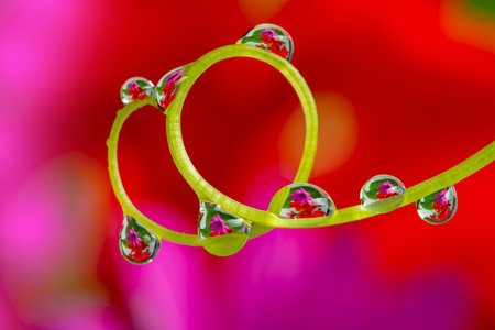 flower with dew drops - beautiful macro photography with abstract bokeh backgroundの写真素材