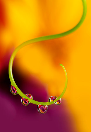 flower with dew drops - beautiful macro photography with abstract bokeh backgroundの写真素材