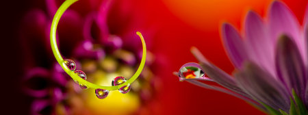 flower with dew drops - beautiful macro photography with abstract bokeh backgroundの写真素材