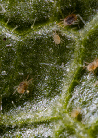 Tetranychus urticae (red spider mite or two-spotted spider mite) is a species of plant-feeding mite. It is a pest. It can feed vegetables and food crops. The picture shows a pest on a cucumber leaf. Microscopic image.の写真素材