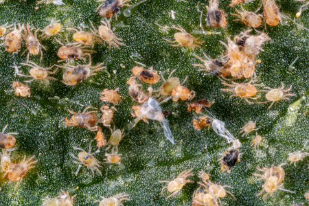Tetranychus urticae (red spider mite or two-spotted spider mite) is a species of plant-feeding mite. It is a pest. It can feed vegetables and food crops. The picture shows a pest on a cucumber leaf. Microscopic image.の写真素材