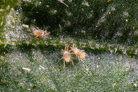 Tetranychus urticae (red spider mite or two-spotted spider mite) is a species of plant-feeding mite. It is a pest. It can feed vegetables and food crops. The picture shows a pest on a cucumber leaf. Microscopic image.の写真素材