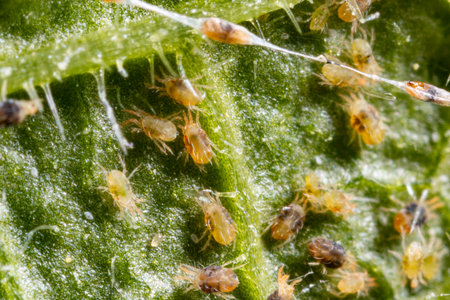 Tetranychus urticae (red spider mite or two-spotted spider mite) is a species of plant-feeding mite....