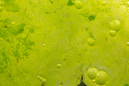 Cyanobacteria, Cyanobacteriota or Cyanophyta a layer on the water surface, water pollution, micro...