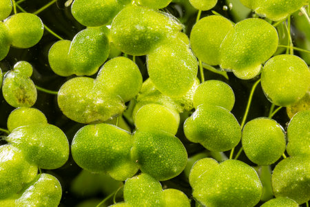 Lemna minor - free-floating aquatic plants (common name duckweed)の写真素材