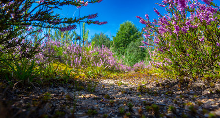 flowering Calluna vulgaris, common heather, ling, simply heatherの写真素材
