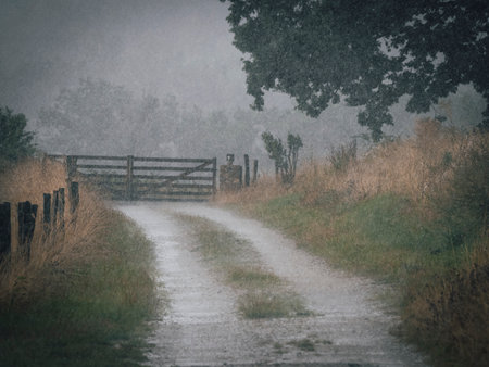 Rain in the garden. Landscape with rain.の写真素材