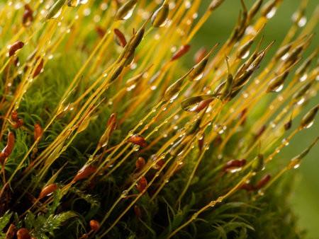 dew drops on moss - macro photographyの写真素材
