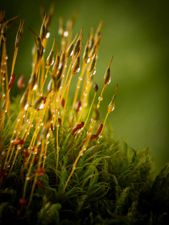 dew drops on moss - macro photographyの写真素材