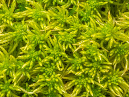 Sphagnum moss, bog moss, quacker moss (peat) in detailの写真素材