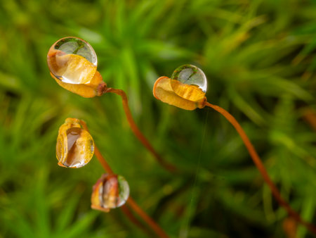 Polytrichum moss in detailの写真素材