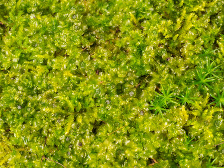 Plagiomnium affine, species of thyme-moss and Polytrichum moss in detailの写真素材