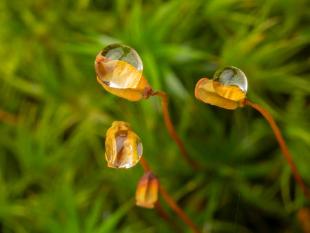 Polytrichum moss in detailの写真素材