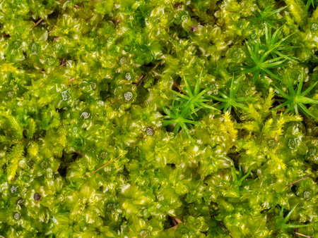 Plagiomnium affine, species of thyme-moss and Polytrichum moss in detailの写真素材