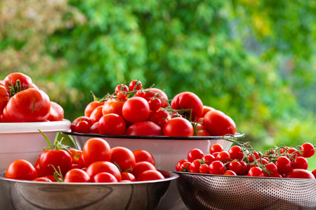 home tomatoes, different varieties from home garden - real photo from harvestの写真素材