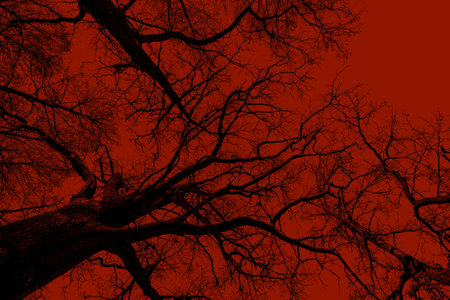 Silhouettes of trees on a red background. Horror or ecological concept. Red light and silhouette of...