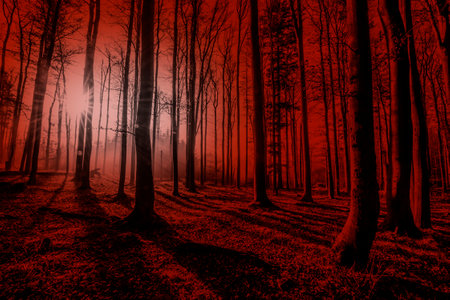 Silhouettes of trees on a red background. Horror or ecological concept. Red light and silhouette of trees.の写真素材