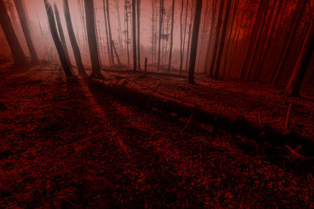 Silhouettes of trees on a red background. Horror or ecological concept. Red light and silhouette of trees.の写真素材