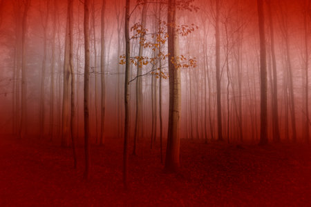 Silhouettes of trees on a red background. Horror or ecological concept. Red light and silhouette of trees.の写真素材