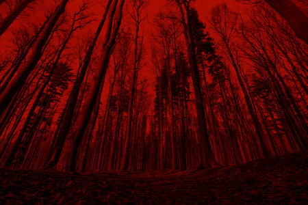 Silhouettes of trees on a red background. Horror or ecological concept. Red light and silhouette of...
