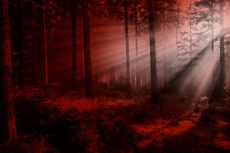 Silhouettes of trees on a red background. Horror or ecological concept. Red light and silhouette of trees.の写真素材