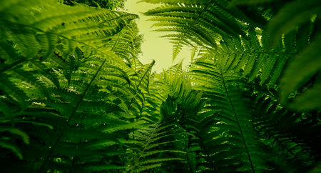 green fern leaves in the forestの写真素材