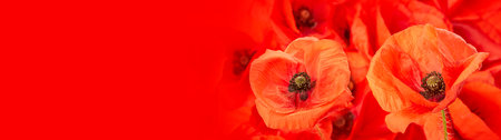 poppy flower - common poppy - Papaver rhoeasの写真素材